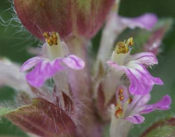 Fotografia da espécie Ajuga pyramidalis