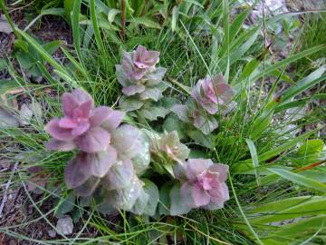 Fotografia da espécie Ajuga pyramidalis