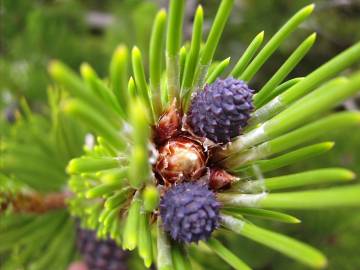 Fotografia da espécie Pinus heldreichii