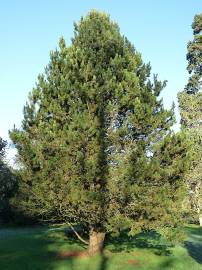 Fotografia da espécie Pinus heldreichii