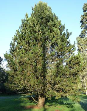 Fotografia 3 da espécie Pinus heldreichii no Jardim Botânico UTAD