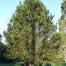 Fotografia 3 da espécie Pinus heldreichii do Jardim Botânico UTAD