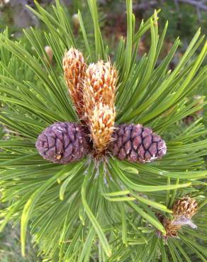 Fotografia 4 da espécie Pinus heldreichii no Jardim Botânico UTAD
