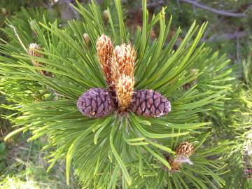 Fotografia da espécie Pinus heldreichii