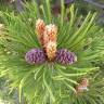 Fotografia 4 da espécie Pinus heldreichii do Jardim Botânico UTAD