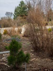 Fotografia da espécie Pinus heldreichii