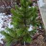 Fotografia 6 da espécie Pinus heldreichii do Jardim Botânico UTAD