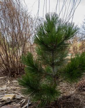 Fotografia 7 da espécie Pinus heldreichii no Jardim Botânico UTAD