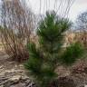 Fotografia 7 da espécie Pinus heldreichii do Jardim Botânico UTAD
