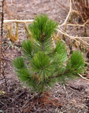 Fotografia 8 da espécie Pinus heldreichii no Jardim Botânico UTAD