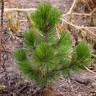 Fotografia 8 da espécie Pinus heldreichii do Jardim Botânico UTAD