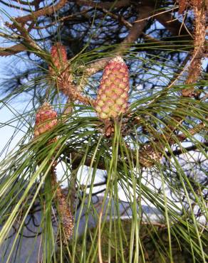 Fotografia 6 da espécie Pinus canariensis no Jardim Botânico UTAD
