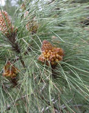 Fotografia 7 da espécie Pinus canariensis no Jardim Botânico UTAD
