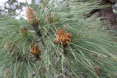 Fotografia da espécie Pinus canariensis