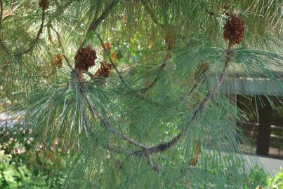 Fotografia da espécie Pinus canariensis
