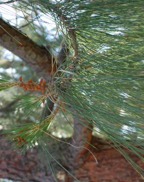 Fotografia 9 da espécie Pinus canariensis no Jardim Botânico UTAD
