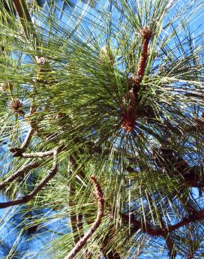 Fotografia 10 da espécie Pinus canariensis no Jardim Botânico UTAD