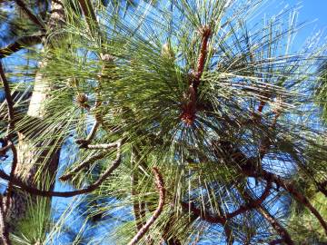 Fotografia da espécie Pinus canariensis