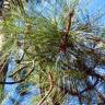 Fotografia 10 da espécie Pinus canariensis do Jardim Botânico UTAD