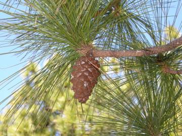 Fotografia da espécie Pinus canariensis