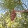 Fotografia 11 da espécie Pinus canariensis do Jardim Botânico UTAD