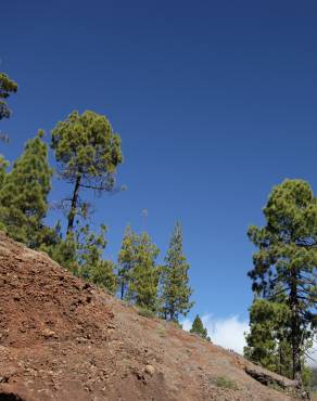Fotografia 12 da espécie Pinus canariensis no Jardim Botânico UTAD