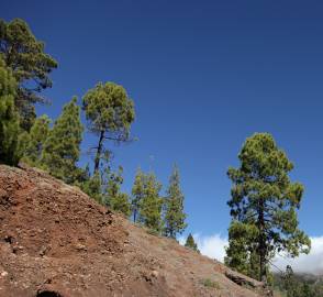 Fotografia da espécie Pinus canariensis