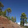Fotografia 12 da espécie Pinus canariensis do Jardim Botânico UTAD