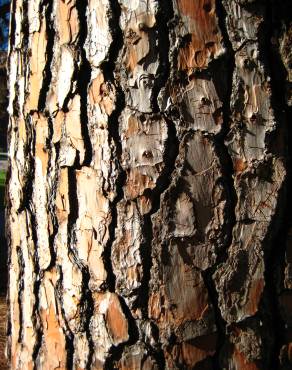 Fotografia 13 da espécie Pinus canariensis no Jardim Botânico UTAD