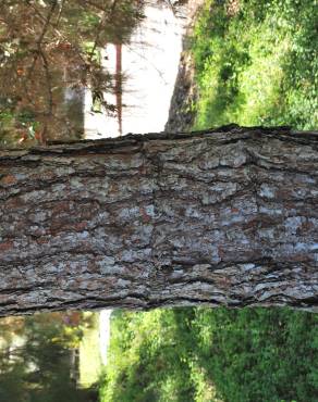 Fotografia 14 da espécie Pinus canariensis no Jardim Botânico UTAD