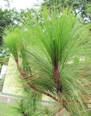 Fotografia 15 da espécie Pinus canariensis no Jardim Botânico UTAD
