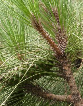 Fotografia 16 da espécie Pinus canariensis no Jardim Botânico UTAD