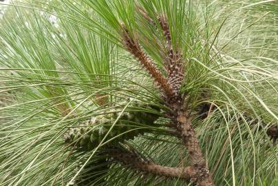 Fotografia da espécie Pinus canariensis