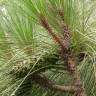 Fotografia 16 da espécie Pinus canariensis do Jardim Botânico UTAD
