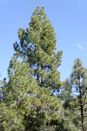 Fotografia da espécie Pinus canariensis