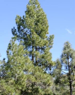 Fotografia 17 da espécie Pinus canariensis no Jardim Botânico UTAD