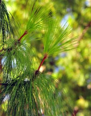 Fotografia 18 da espécie Pinus canariensis no Jardim Botânico UTAD
