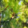 Fotografia 18 da espécie Pinus canariensis do Jardim Botânico UTAD
