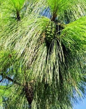 Fotografia 21 da espécie Pinus canariensis no Jardim Botânico UTAD