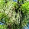 Fotografia 21 da espécie Pinus canariensis do Jardim Botânico UTAD
