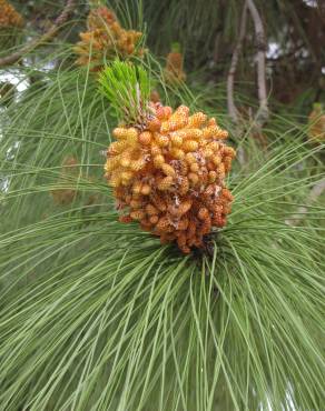 Fotografia 1 da espécie Pinus canariensis no Jardim Botânico UTAD