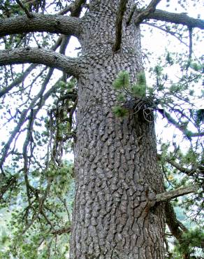 Fotografia 9 da espécie Pinus heldreichii no Jardim Botânico UTAD