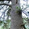 Fotografia 9 da espécie Pinus heldreichii do Jardim Botânico UTAD