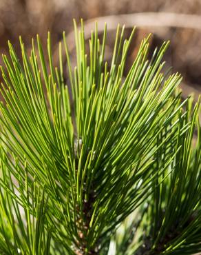 Fotografia 10 da espécie Pinus heldreichii no Jardim Botânico UTAD