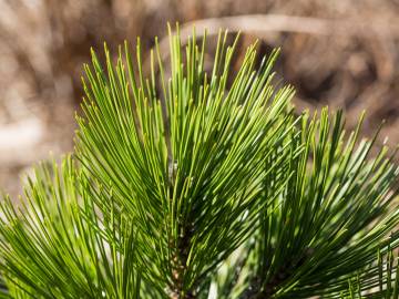 Fotografia da espécie Pinus heldreichii