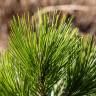 Fotografia 10 da espécie Pinus heldreichii do Jardim Botânico UTAD