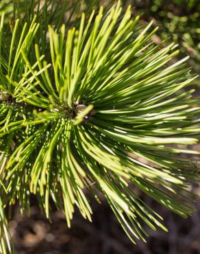 Fotografia 11 da espécie Pinus heldreichii no Jardim Botânico UTAD