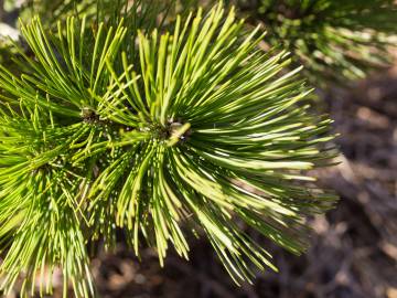 Fotografia da espécie Pinus heldreichii