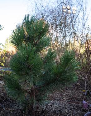 Fotografia 12 da espécie Pinus heldreichii no Jardim Botânico UTAD