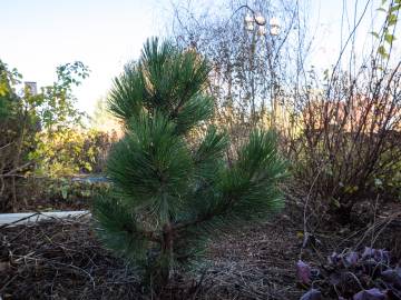 Fotografia da espécie Pinus heldreichii